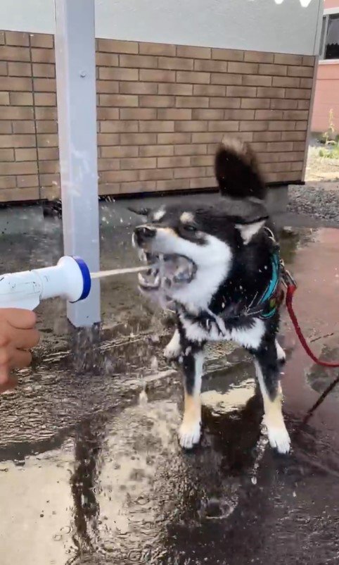 水を食べて遊ぶつくも君7