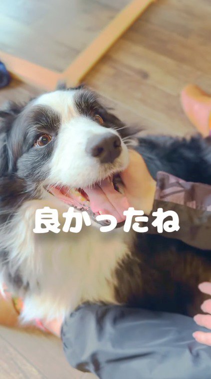 笑顔で女性を見上げる犬