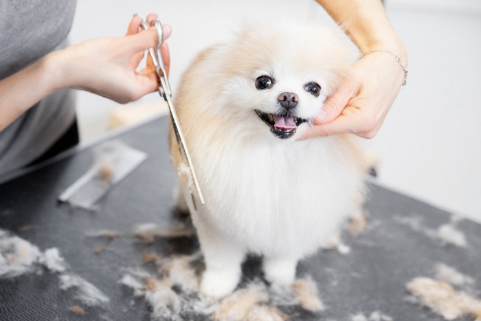 トリミング中の犬