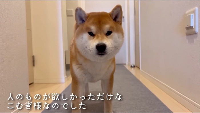 オモチャから顔を逸らして、カメラを見つめる犬