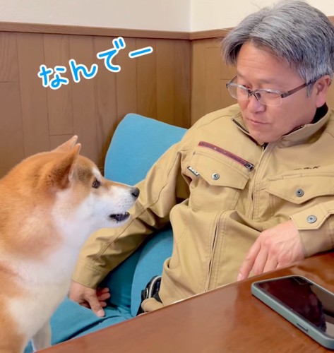 おねだりする柴犬