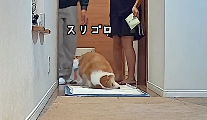 マットに体を擦り付ける犬
