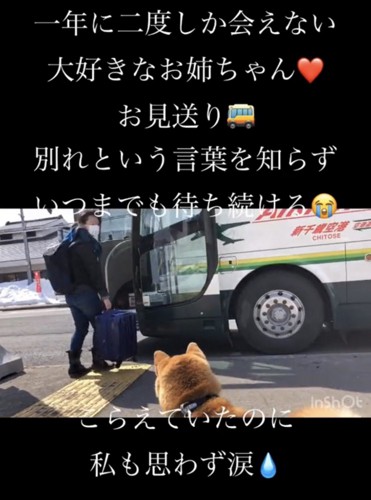 人を見つめる犬