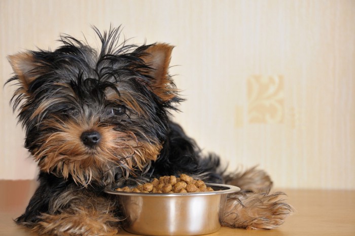 ドッグフードを食べる犬