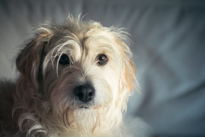 こちらを見つめる犬