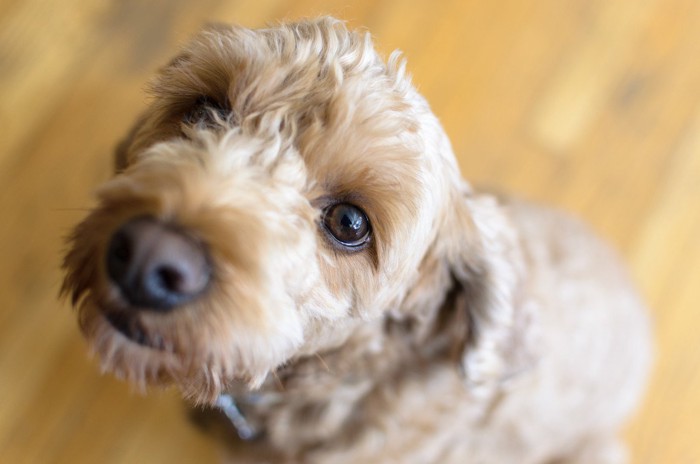 足元から見上げる犬