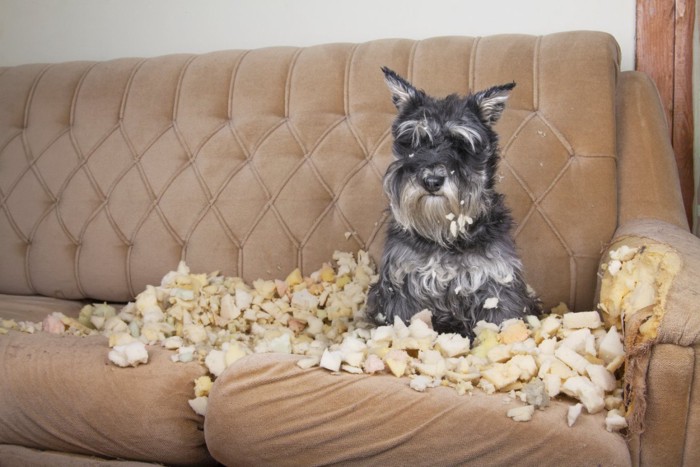 ソファーをボロボロにした犬