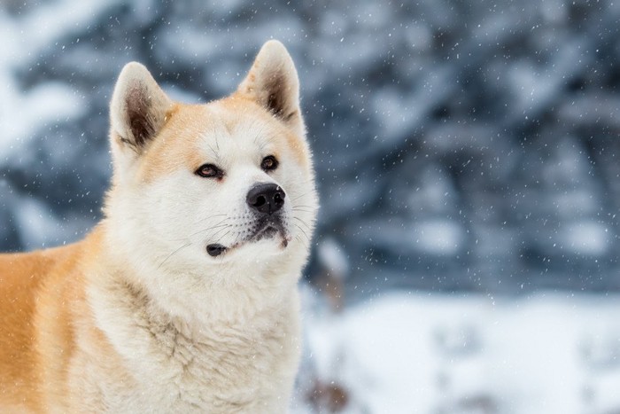 雪の中に佇む犬