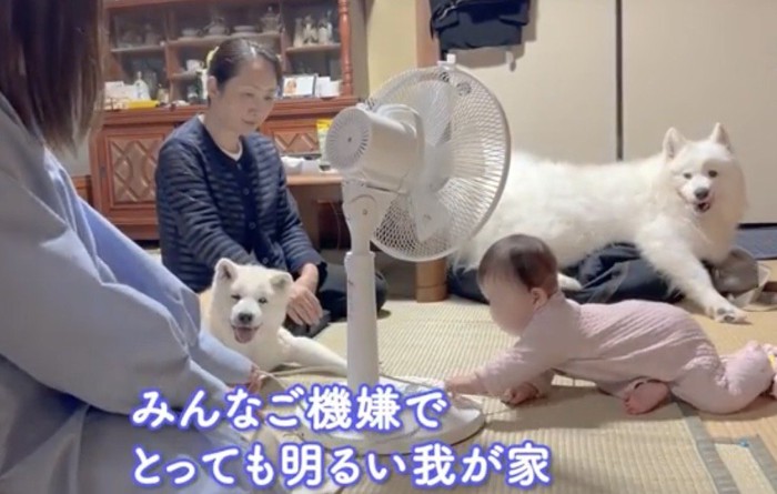 赤ちゃんたちのそばでカメラ目線の2匹の犬