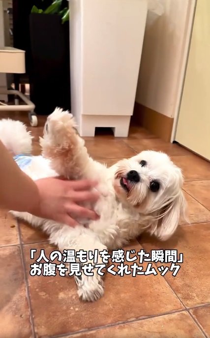 お腹を見せるムックくん