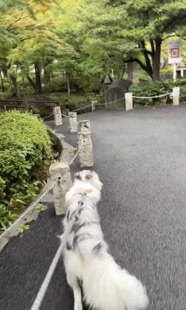 グイグイ