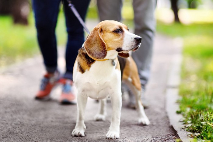 散歩する犬