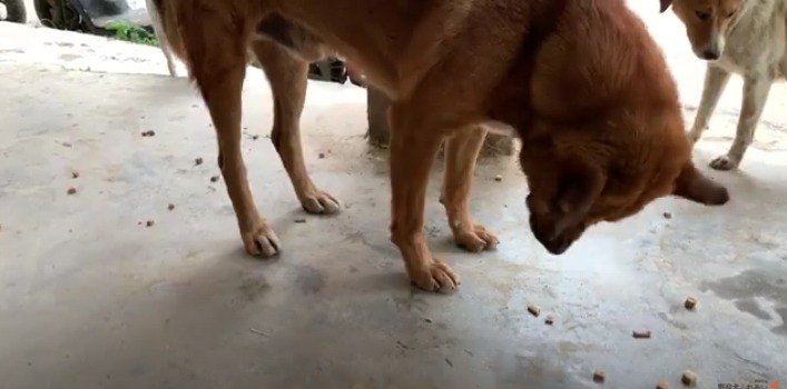 食べる野良犬