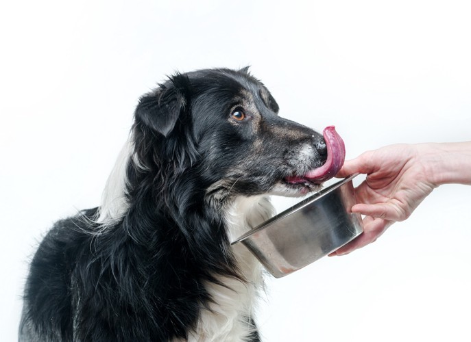 食後に口元をなめている犬