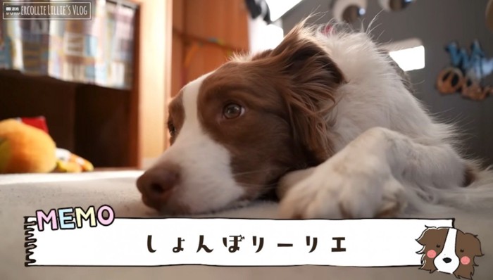 床に伏せる犬