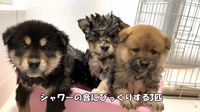 野犬の子犬3兄弟を保護