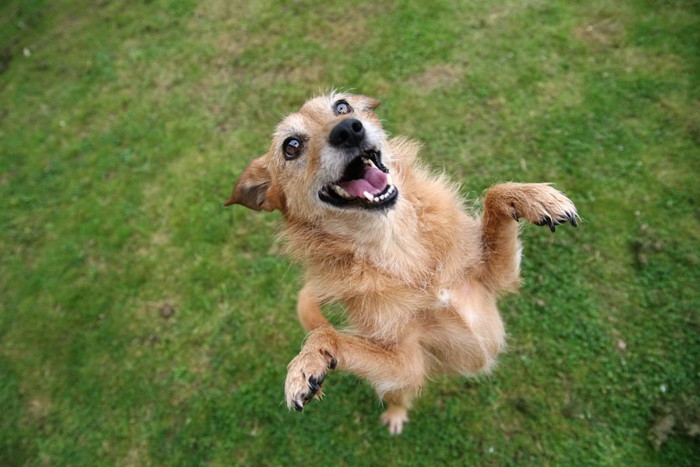 後ろ足で立ち上がった茶色いシニア犬