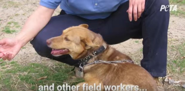 鎖につながれた犬