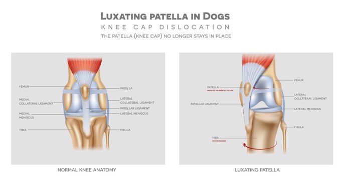 犬の膝蓋骨脱臼