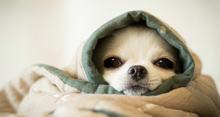 布に包まれている犬