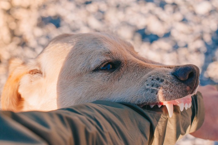 人間の腕を噛む犬