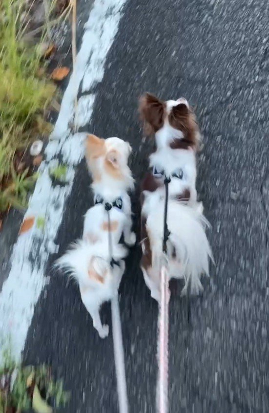 道路を歩く2匹の犬