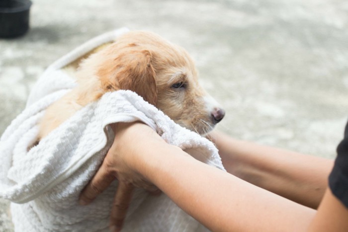 タオル中の犬