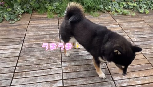 おやつを見つけて食べる柴犬