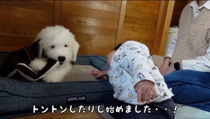 ペット用ベッドの上でくつろぐ子犬の側に手を置いて、手を動かす赤ちゃん