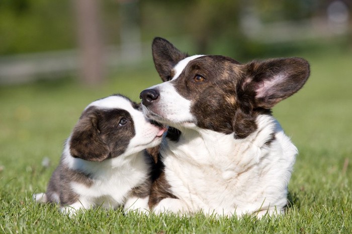 母犬の口元を舐める子犬