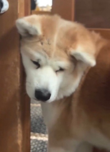ドアの間に体を差し込む犬