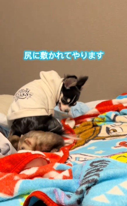 れいちゃんとみな君3