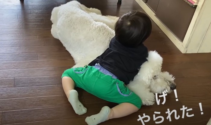 犬にのしかかる男児