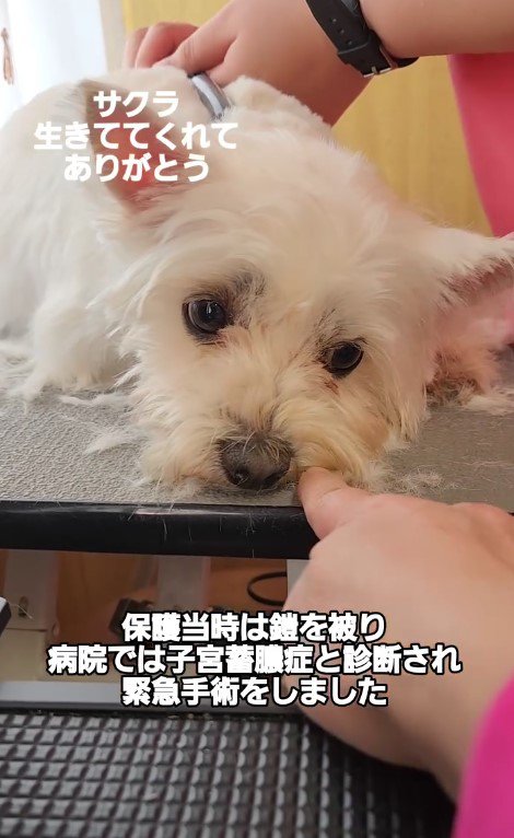 見違えるほどの美犬に！