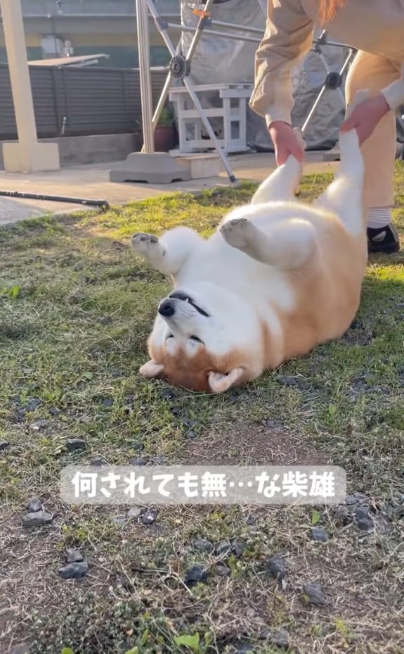 まったく動かない柴雄くん