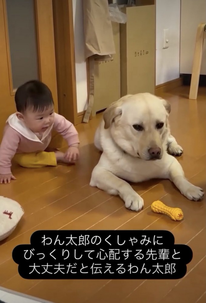 「どうしたの…?」