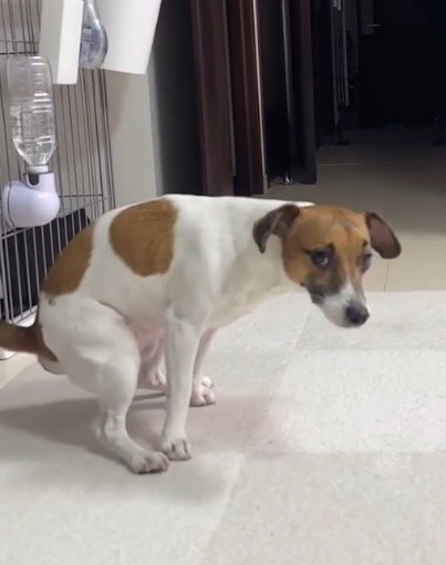 部屋の中で中腰になる犬