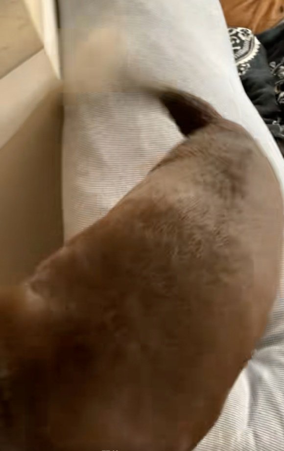 尻尾を振るペコちゃん