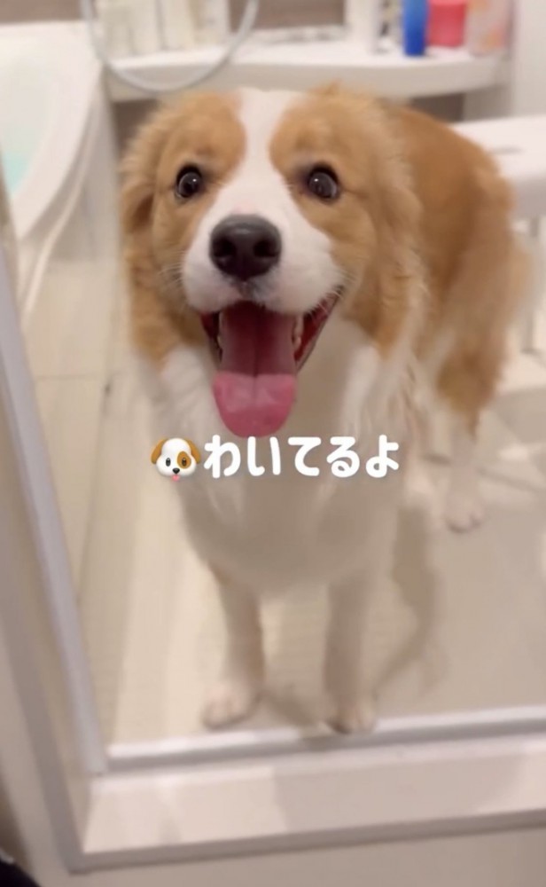 お風呂で待つ犬