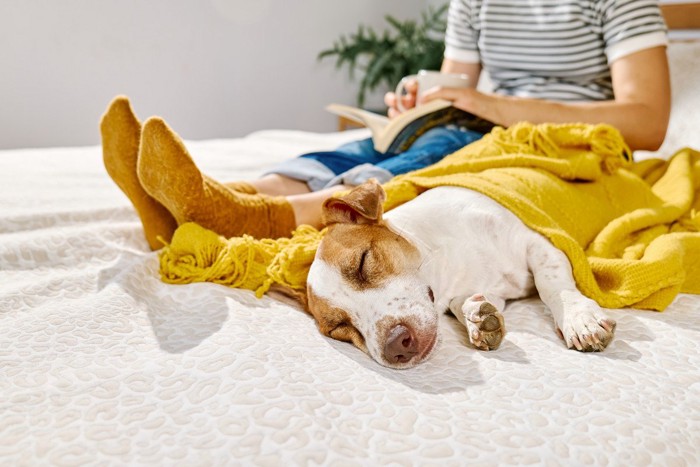 女性の足元で眠っている犬
