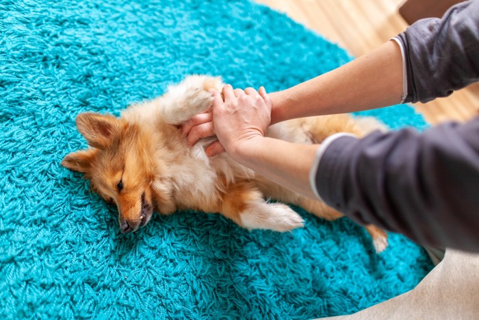 気持ちよさそうにマッサージされている犬