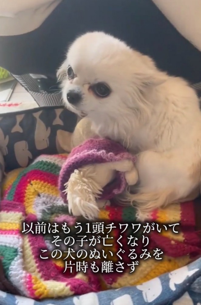 ぬいぐるみを抱き抱える犬