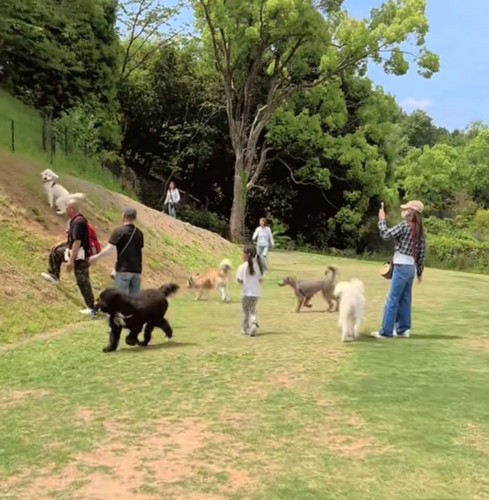 坂の方へと向かうおもちちゃん