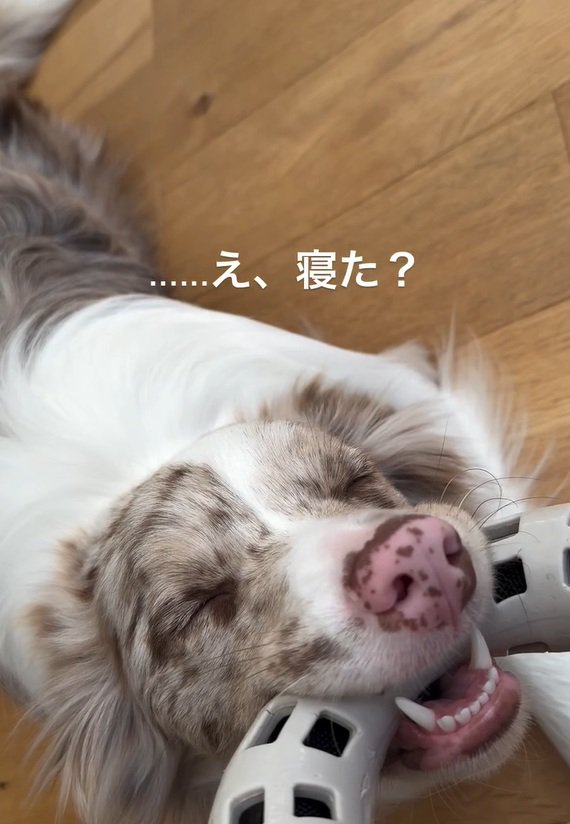 寝てしまったRALくん