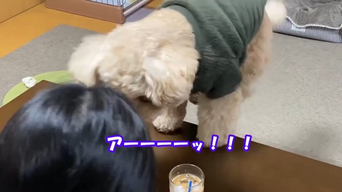 テーブルに乗る犬