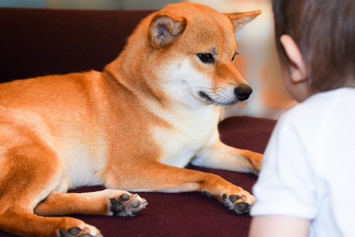 子供を警戒している柴犬