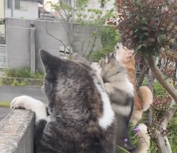 並んで見上げる犬たち