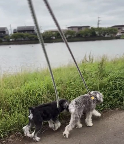2匹で散歩