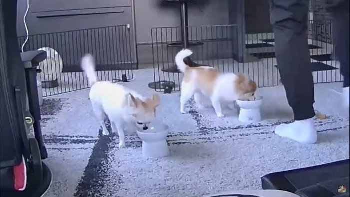 ご飯を食べる犬2匹