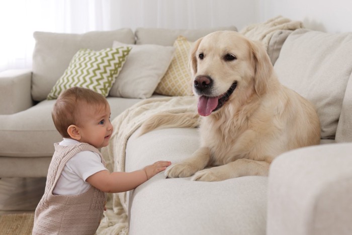 赤ちゃんと犬